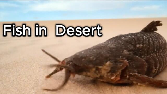 "Armored Catfish: The Desert’s Hidden Survivor"