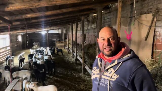 Детската градина на бай Рибан с над 400 малки агънца