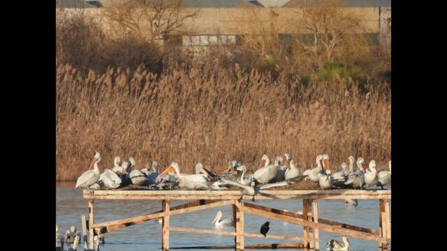 Къдроглавият пеликан се завръща у нас след 80 години: Нова гнездова колония край Бургас