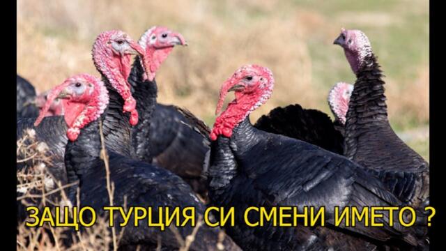 В ТУРЦИЯ СЕ ПРОИЗВЕЖДА И ОТ ПИЛЕ МЛЯКО!