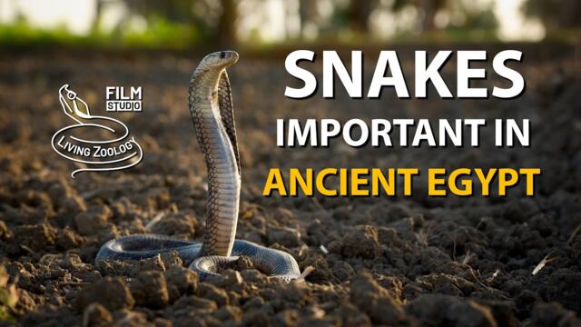 Egyptian cobra and other snakes important in Ancient Egypt (4K)