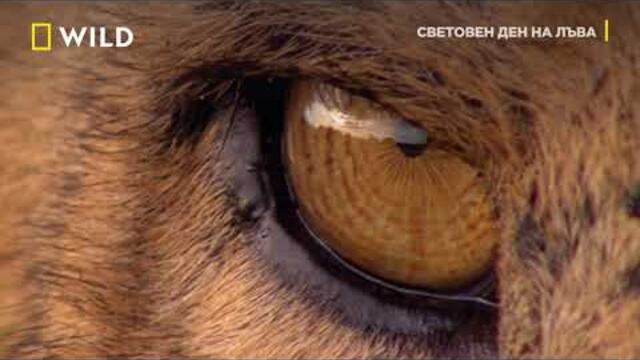 National Geographic | Световен ден на лъва | 10 август