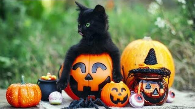 ЧЕРНАТА КОТКА - ОТ САТАНИНСКА ВЕЩИЦА ДО БОГИНЯ