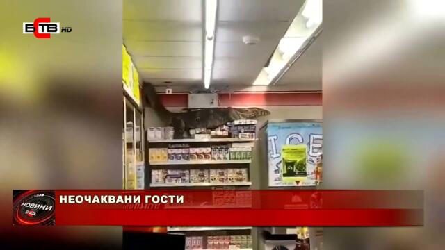 НЕОЧАКВАНИ ГОСТИ (08.04.2021)