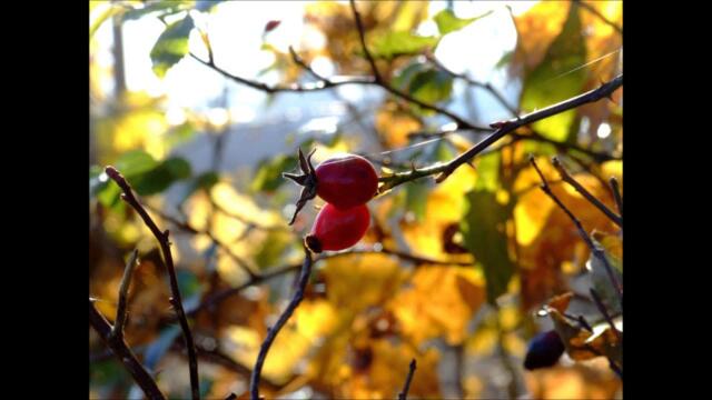 Циганско лято - Нели Рангелова