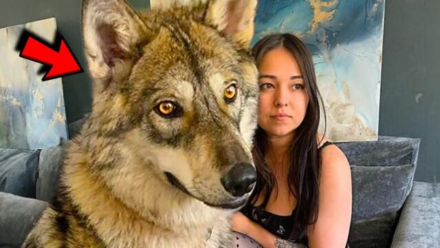 Girl adopted baby wolf rejected by mother and raised him like a dog in home