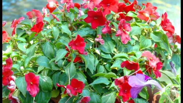 Esad Merulic - Ne mirise djul avlijom - (Video 2015)