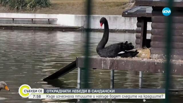Откраднаха 11 лебеда от езеро в парк в Сандански - Събуди се...(02.03.2025)