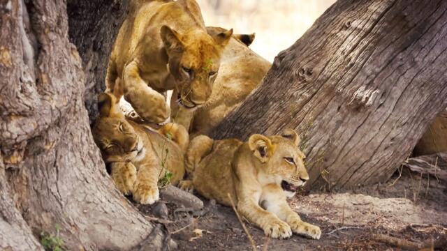 Survivre en terre hostile | Sécheresse et prédateurs en Zambie