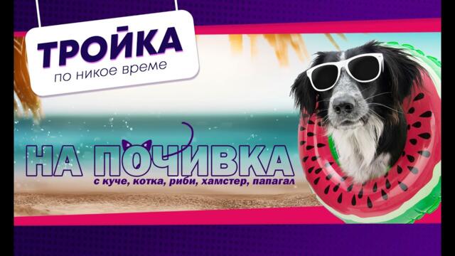 Хотел за кучета, или - къде да оставим “на мама детенцето”? | Е16