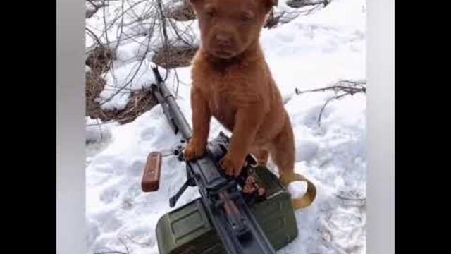 ,СОБАКАМ  СВО ПОСВЯЩАЕТСЯ ... 🐾🐈🌎🧿🦊🍒🦁😊🐆💜💦🐅🐶🐞☕🍇🥜🇧🇾🇭🇹