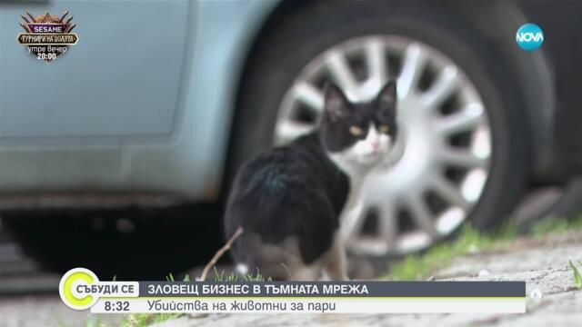 Позната на Габриела, обвинена в насилие над животни: Потресена съм, изглеждаше нормално момиче