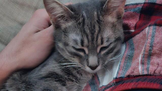 КАК МОЖЕ ДА УБ*ЕШ ТАКОВА НЕВИННО СЪЩЕСТВО...