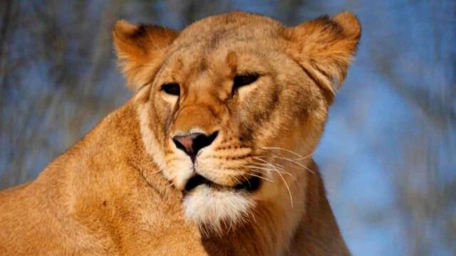 5 Lions Rescued From Ukraine Now Living Happily at Sanctuary in England