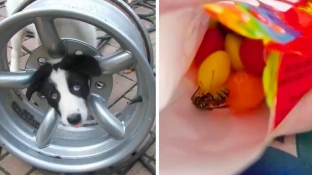 Когда удача отвернулась истории невероятного неве