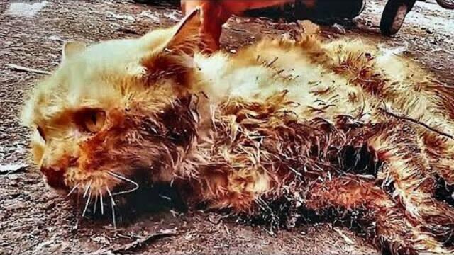 Ein Kätzchen suchte nach Futter, aber böse Menschen brachen ihm mit einem Rohr die Beine.