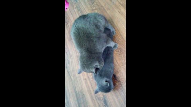 Вязка британских котов