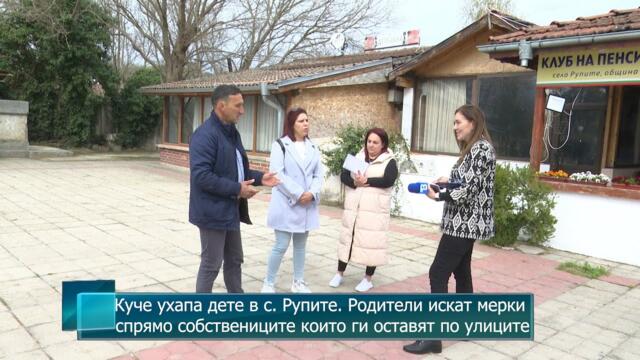 Куче ухапа дете в с. Рупите. Родители искат мерки спрямо собствениците които ги оставят по улиците