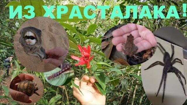 ИЗ ХРАСТАЛАКА IN THE BUSH AMAZONIA FRENCH GUIANA #animals #adventure #amazon #zoology #travel