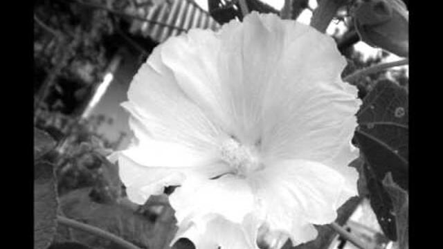 beli ruji, nejni ruji