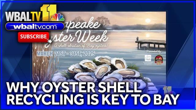 Oyster shell recycling key to Chesapeake Bay. Here's why