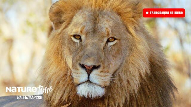 🔴 НА ЖИВО: Документални Филми за Дивата Природа и Природата | NatureTime на български 2025-03-31 15:31