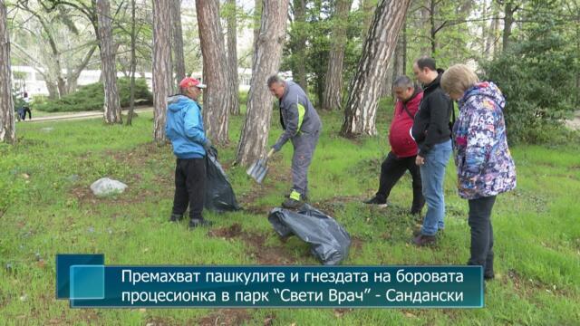 Премахват пашкулите и гнездата на боровата процесионка в парк “Свети Врач” - Сандански