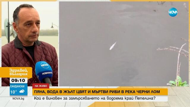Пяна, жълта вода и силна миризма: Мъртви риби и раци изплуваха в река Черни Лом