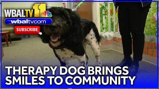 Gunnar the therapy dog brings support to community