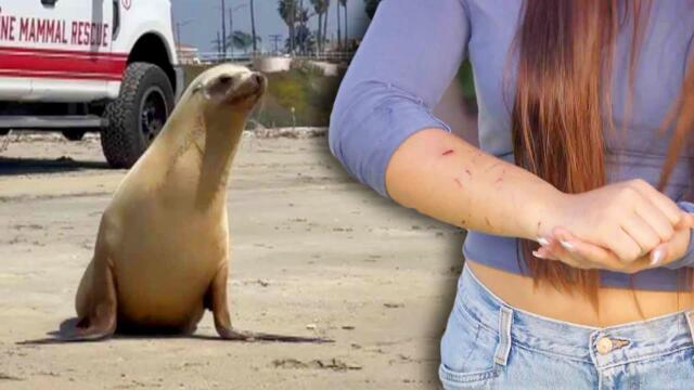 California Teen Attacked by Aggressive Sea Lion