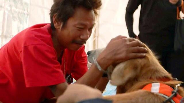 Rescue Dogs Sniff Out Survivors and Comfort Others After Deadly Earthquake