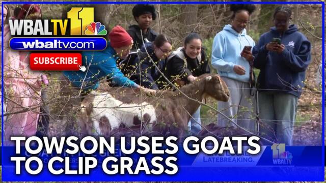 Towson University uses goats to clip grass