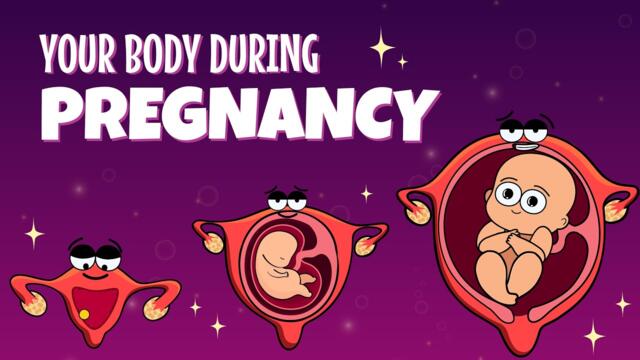 Your Organs When You're Pregnant | Organismo