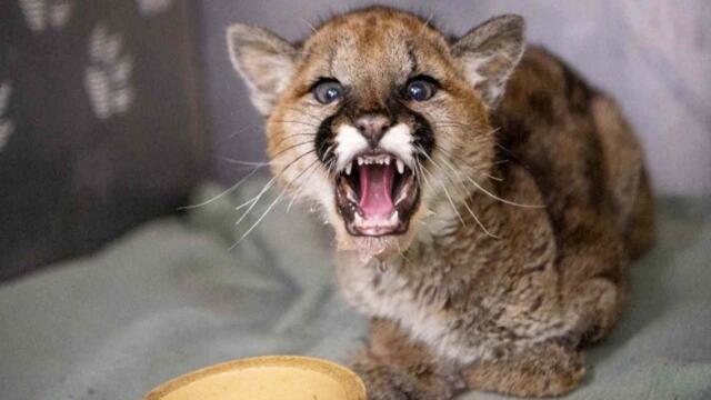 Impossibly Cute Orphaned Cougar Cub Nursed Back to Health
