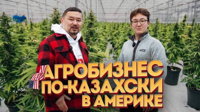 АМЕРИКА УЧИТ КАЗАХОВ ВЫРАЩИВАТЬ КОНОПЛЮ?!