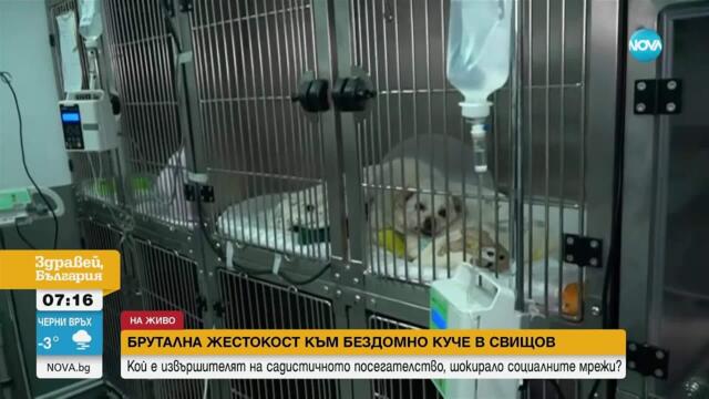 Нов случай на жестокост към животно: Ветеринари в Свищов се борят за живота на изтезавано куче