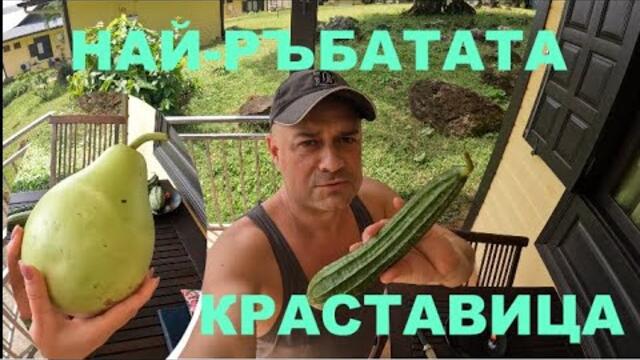 НАЙ-РЪБЕСТАТА КРАСТАВИЦА MOST ANGULATED CUCUMBER #garden #animals #plants #jungle#amazon#vegetables