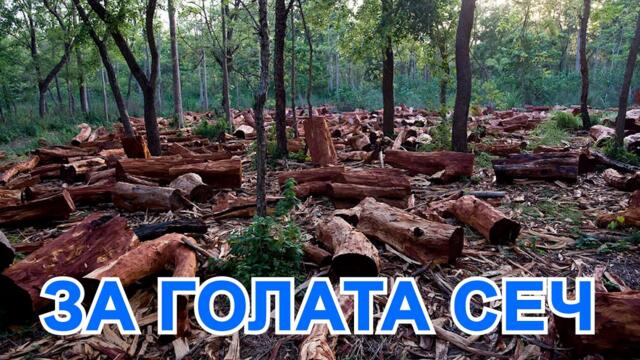 ЗАЩО СЕ СЕЧЕ БЪЛГАРСКАТА ГОРА?