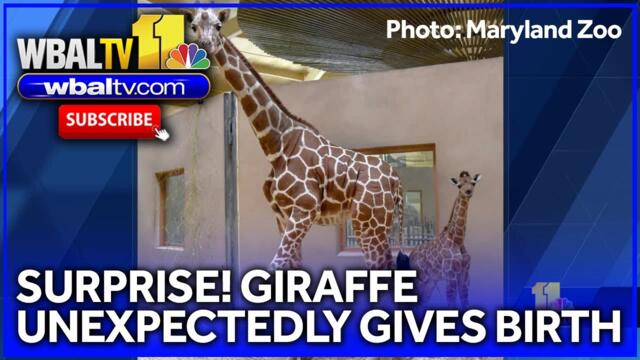 Giraffe unexpectedly gives birth at Maryland Zoo