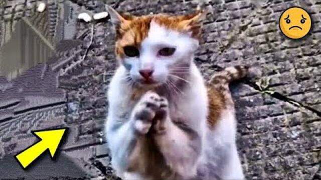 Die arme streunende Katze sank auf die Knie und verbeugte sich, bettelnd um Hilfe bei den Passanten.