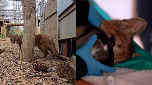 Mountain Lion Cub Hit by Car Gets Rehab
