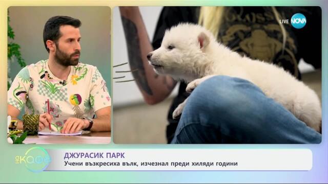 Учени възкресиха вълк, ичзчезнал преди хиляди години - „На кафе“ (09.04.2025)