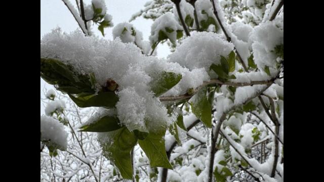 Априлският студ унищожи реколтата от кайсии и череши в Русе, съсипани са и круши, и сливи