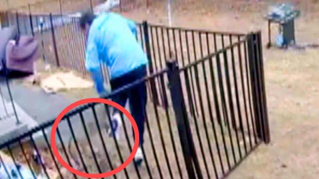 Rabid Fox Caught on Camera Chasing Man and Family Dog