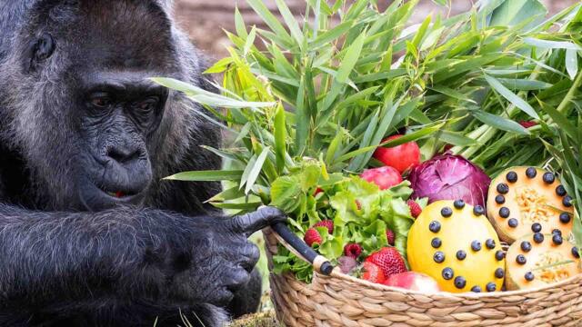 World's Oldest Gorilla Gets a Little Bit Older