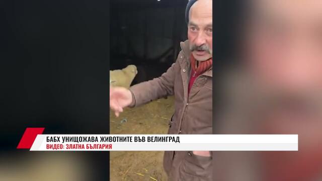 БАБХ УНИЩОЖАВА ЖИВОТНИТЕ ВЪВ ВЕЛИНГРАД