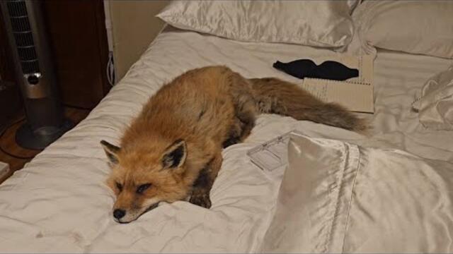 FOX BREAKS INTO THE HOUSE!
