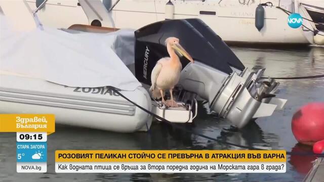 Розовият пеликан Стойчо - атракция на Морската гара във Варна - Здравей, България (14.04.2025)