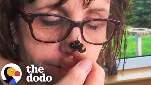 Bee With No Wings Asked Rescuer To Tuck Her In | The Dodo