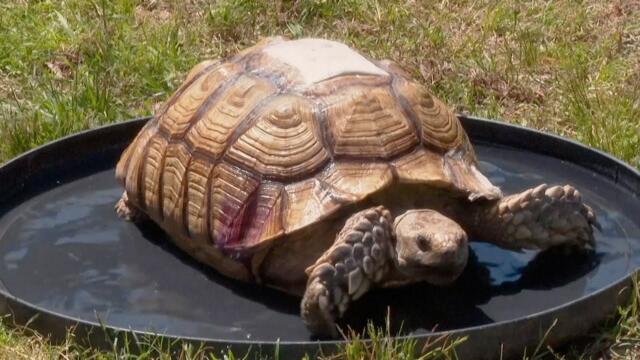 Myrtle the Miracle Turtle Returns Home After Tornado